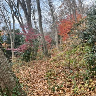 まだ紅葉が見られました