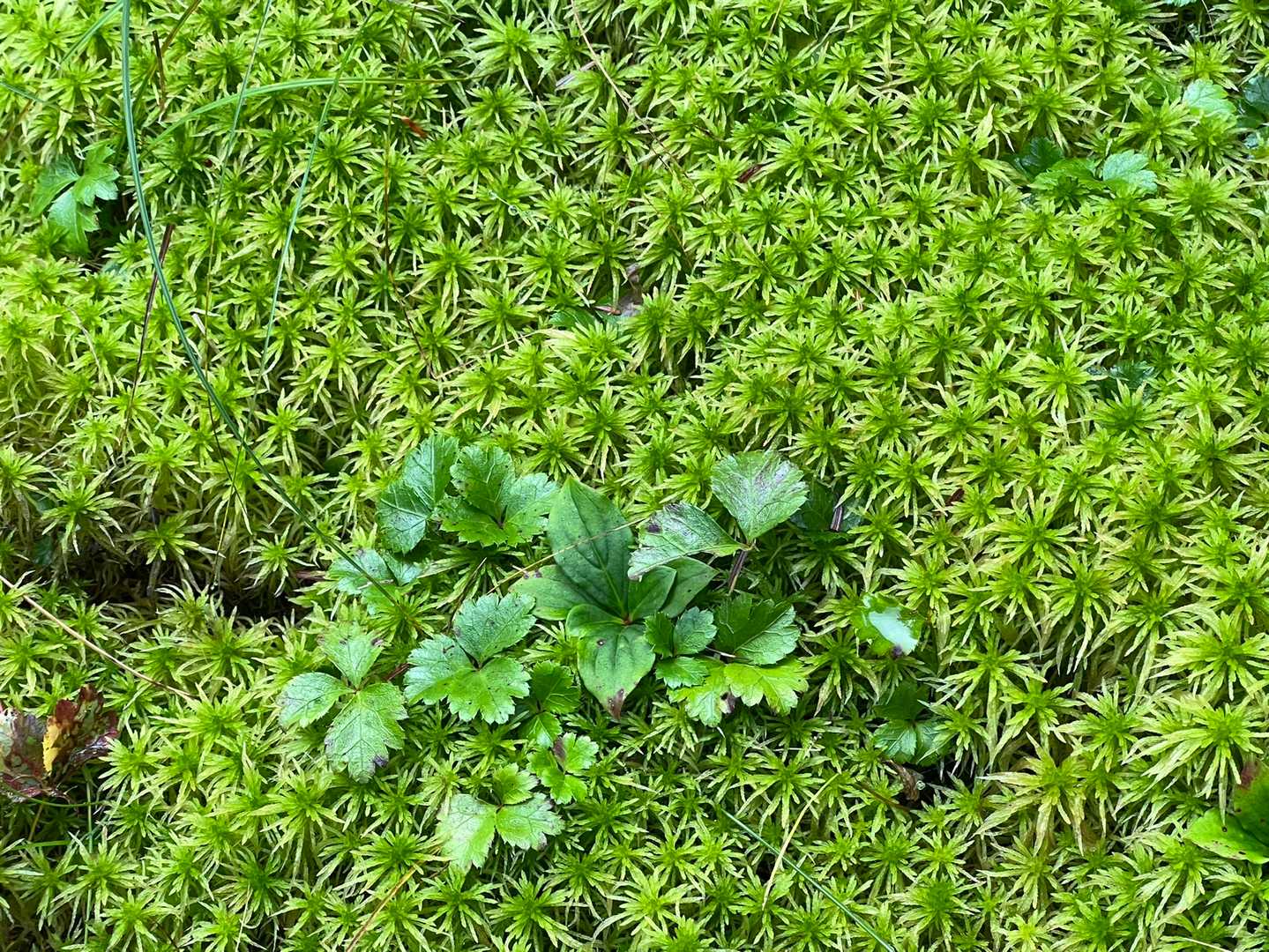 コケの緑が美しい🌱