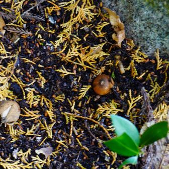 御門杉近くのツチグリも教えてもらいました。
開いてるツチグリしか見たことなかったからこんなふうに地面に埋もれてるのが新鮮✨️