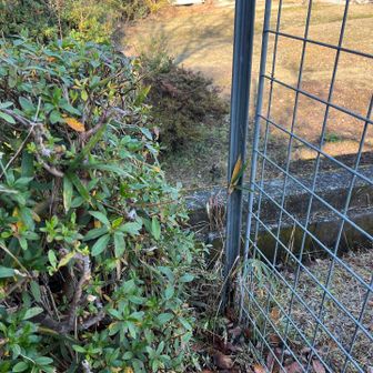 ここ通っちゃいました。
ごめんなさい！