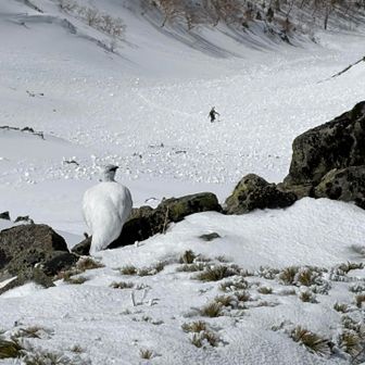 ピラミッドピークの先にで西尾根を上がってくる登山者が🧗てびっくり‼️私達は雪が緩い事が心配でゴンドラにしましたが💦手前に白い雷鳥が､､､