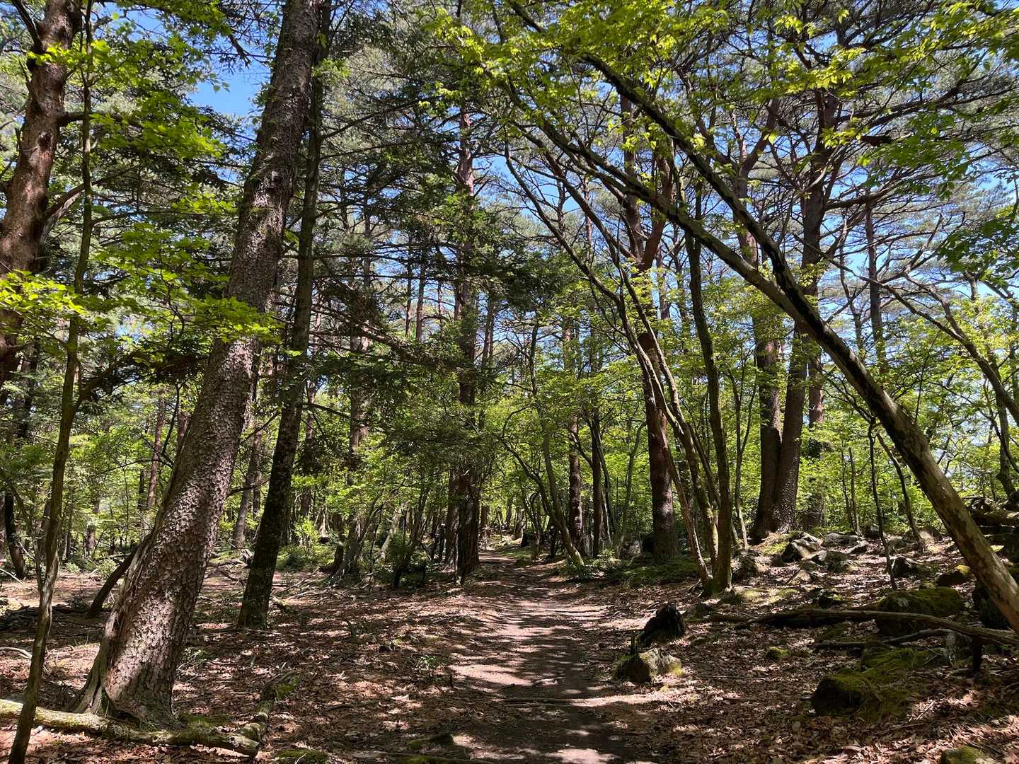 登山道素敵でしょう〜🥹🌳✨️