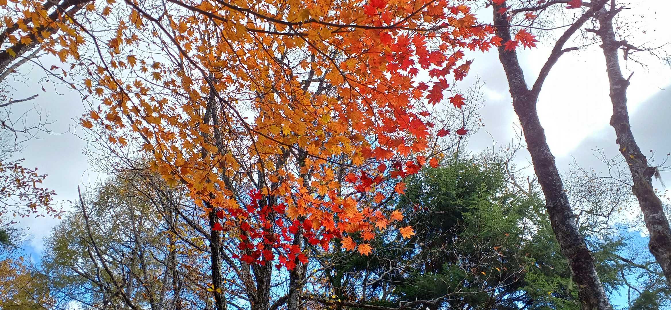ちょっとだけ赤い紅葉。