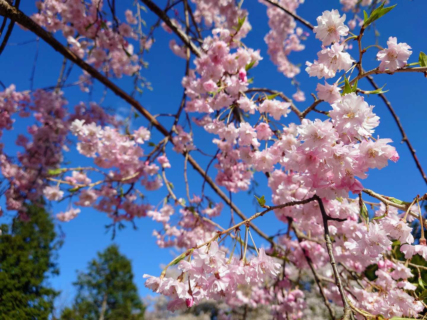今年は🌸先週の初夏お天気で一気に咲いた"さくら"🌸
そして、2日間続いた雨で桜も直ぐに散りはじめ…💧
私はタイミング悪く、
リアルタイムに見れなかったけど、
ここで桜が見れて良かった😍🌸