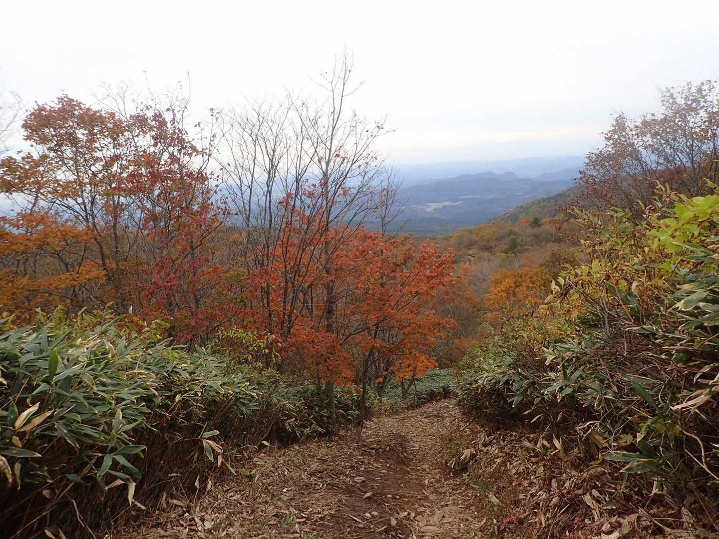 下降コース入口-お分れ峠-泉ヶ岳 往復コースの写真