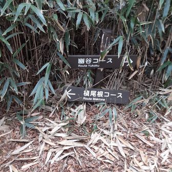 分かれ道　夏頃に幽谷コースで水浴びしながら登りたいですね～