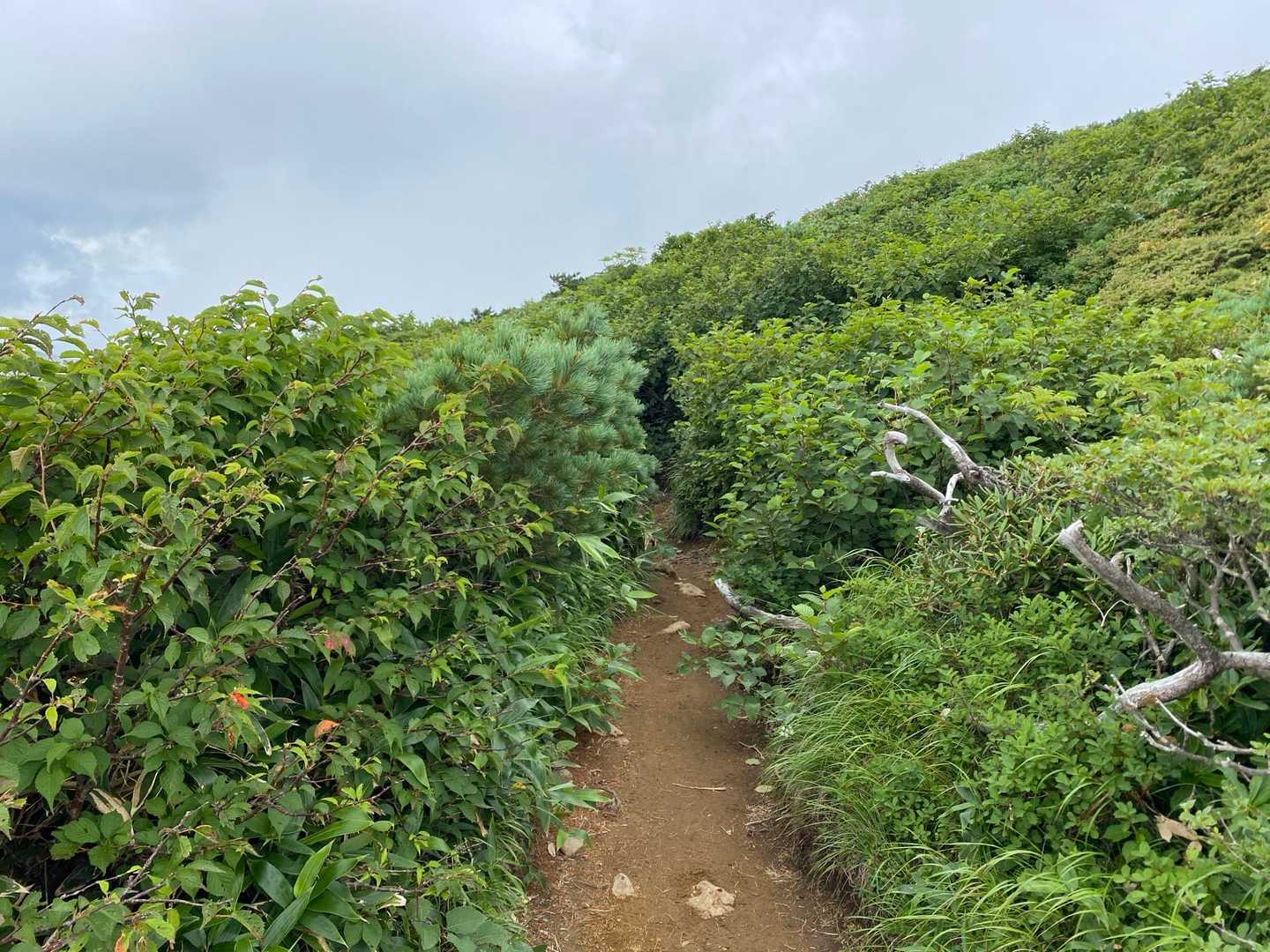 清水平から三本槍までの道は、両側に生い茂る植物をかき分けて進む感じ。
ちょっと探検隊の気持ちになる。頂上はまだかー。