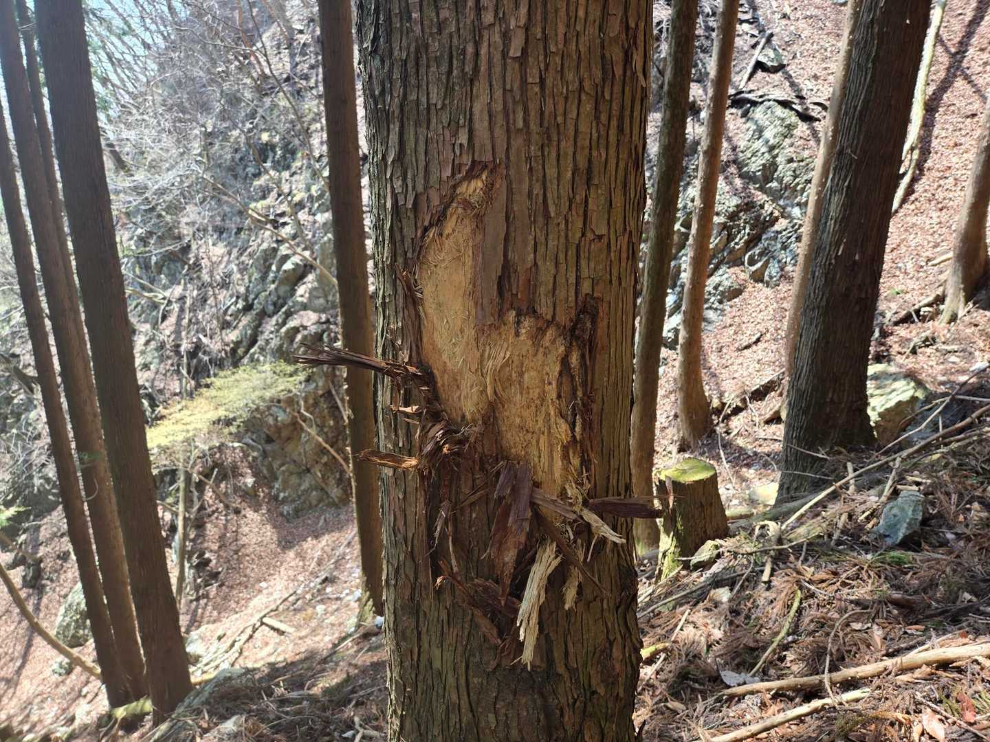 これは❗
シカだよね　シカだよね
と自分に言い聞かせ