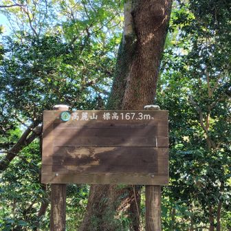 女坂経由で先ずは高麗山。結構ぐいぐい登るので、己の筋力不足に気がつく。低山といえど、山って定期的に登ってないとダメだね🫠