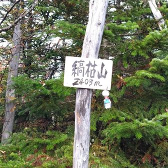 しましまに水平帯状に枯れて、生えたりするそうです