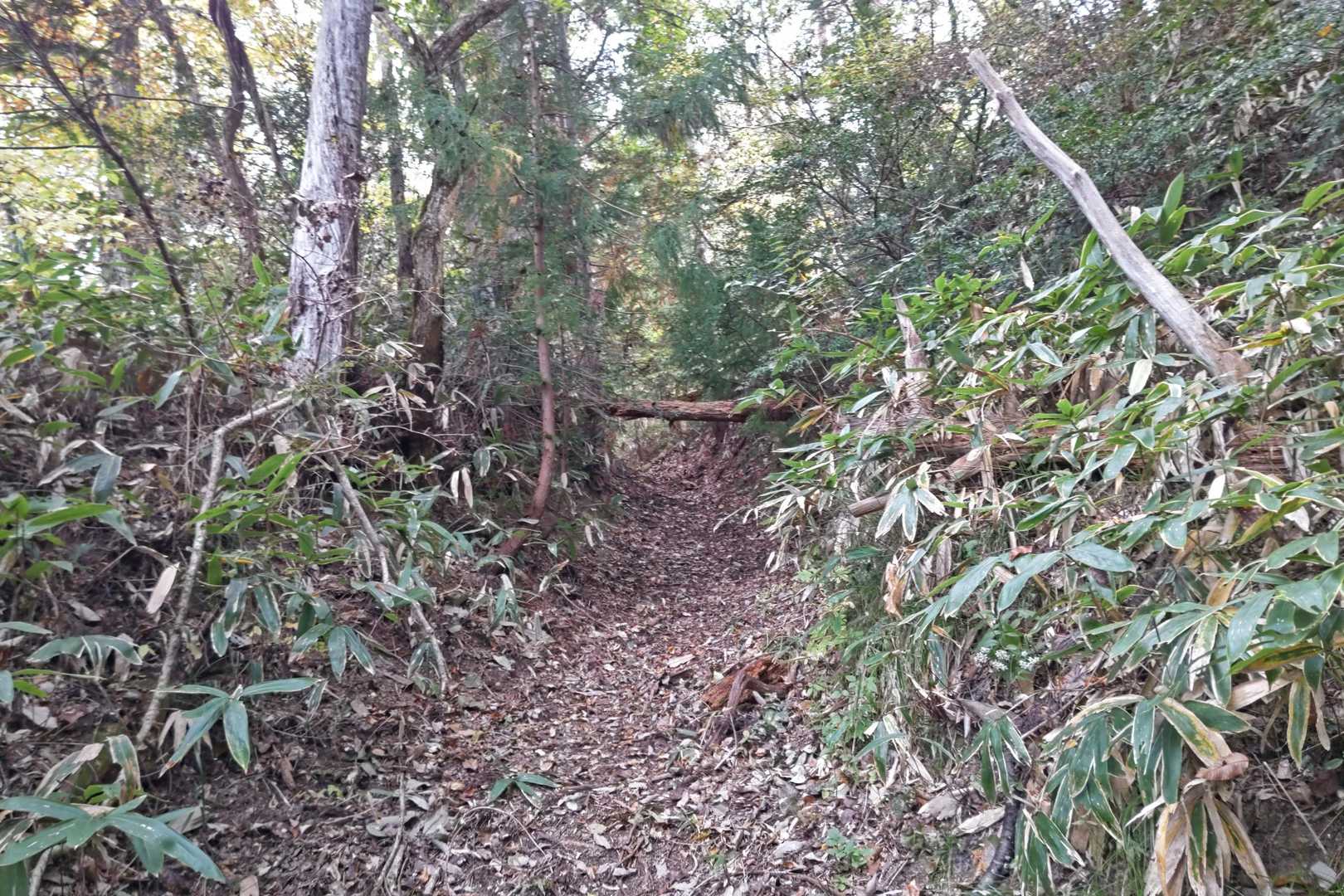 五輪山 往復コースの写真