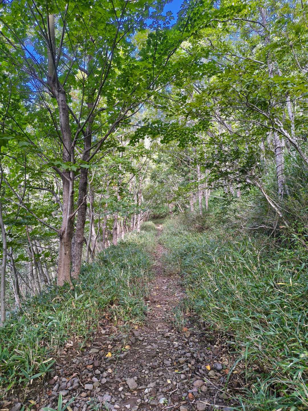 花牟礼山 往復コースの写真