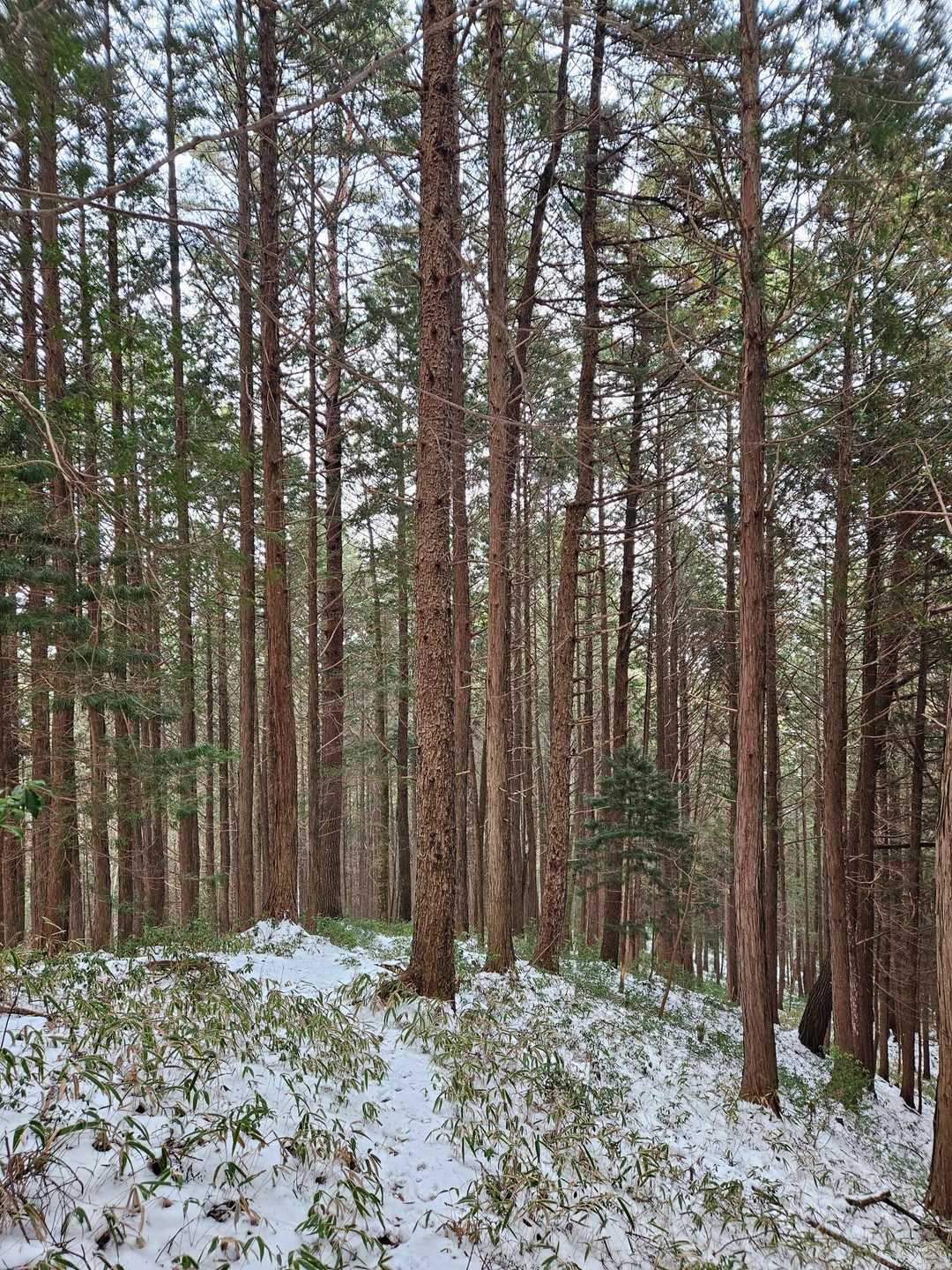 足は一休み。けれど、目は雪の結晶を追いかけて忙しい。