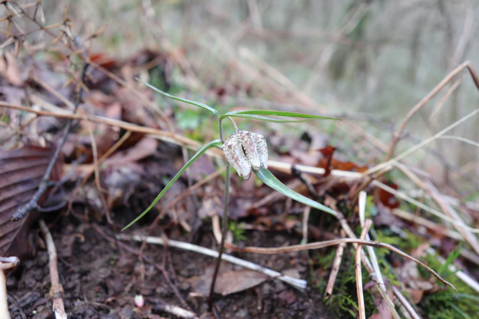 こちらは葉が緑、花も明るい色
