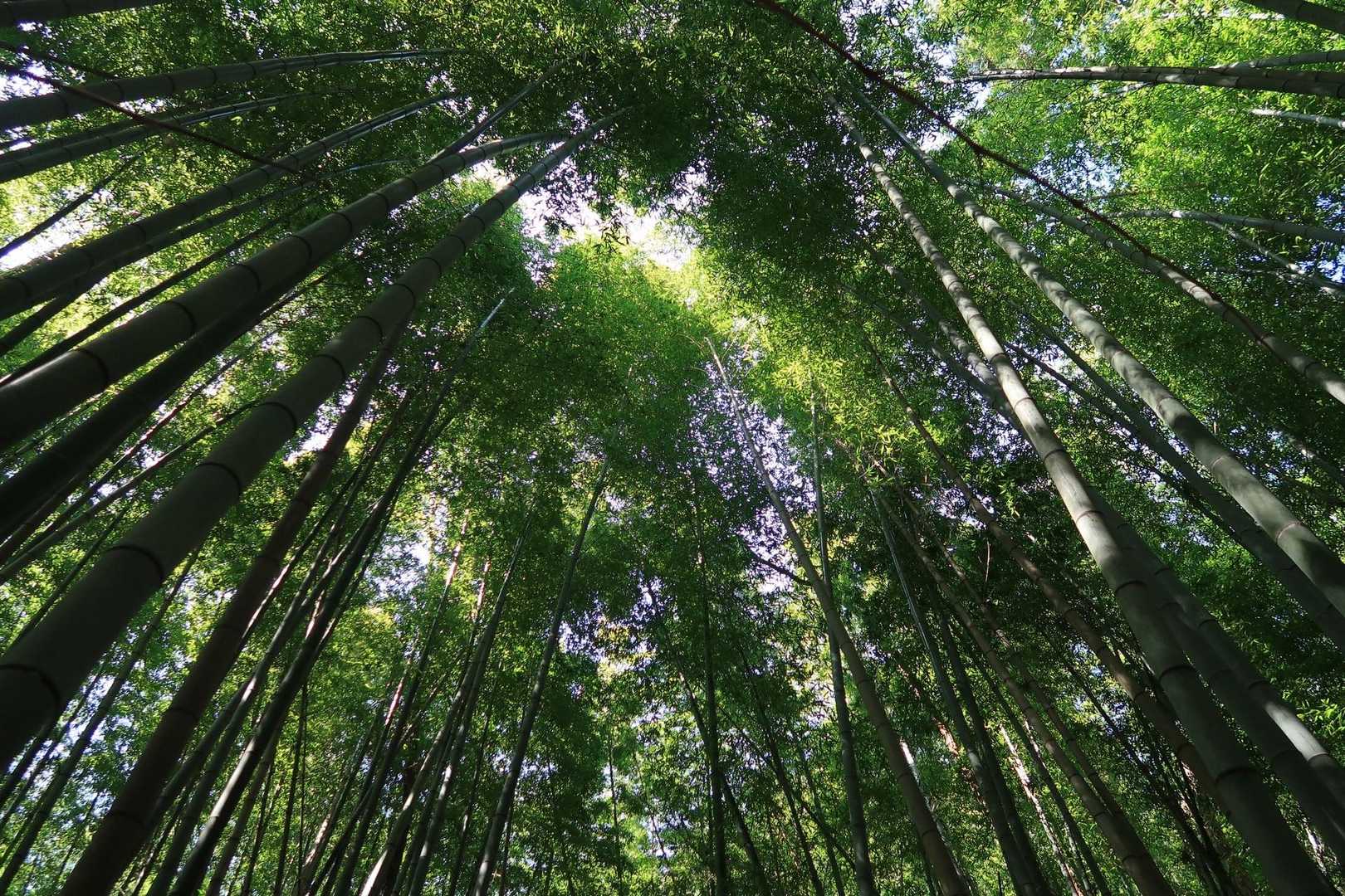いい感じの竹林