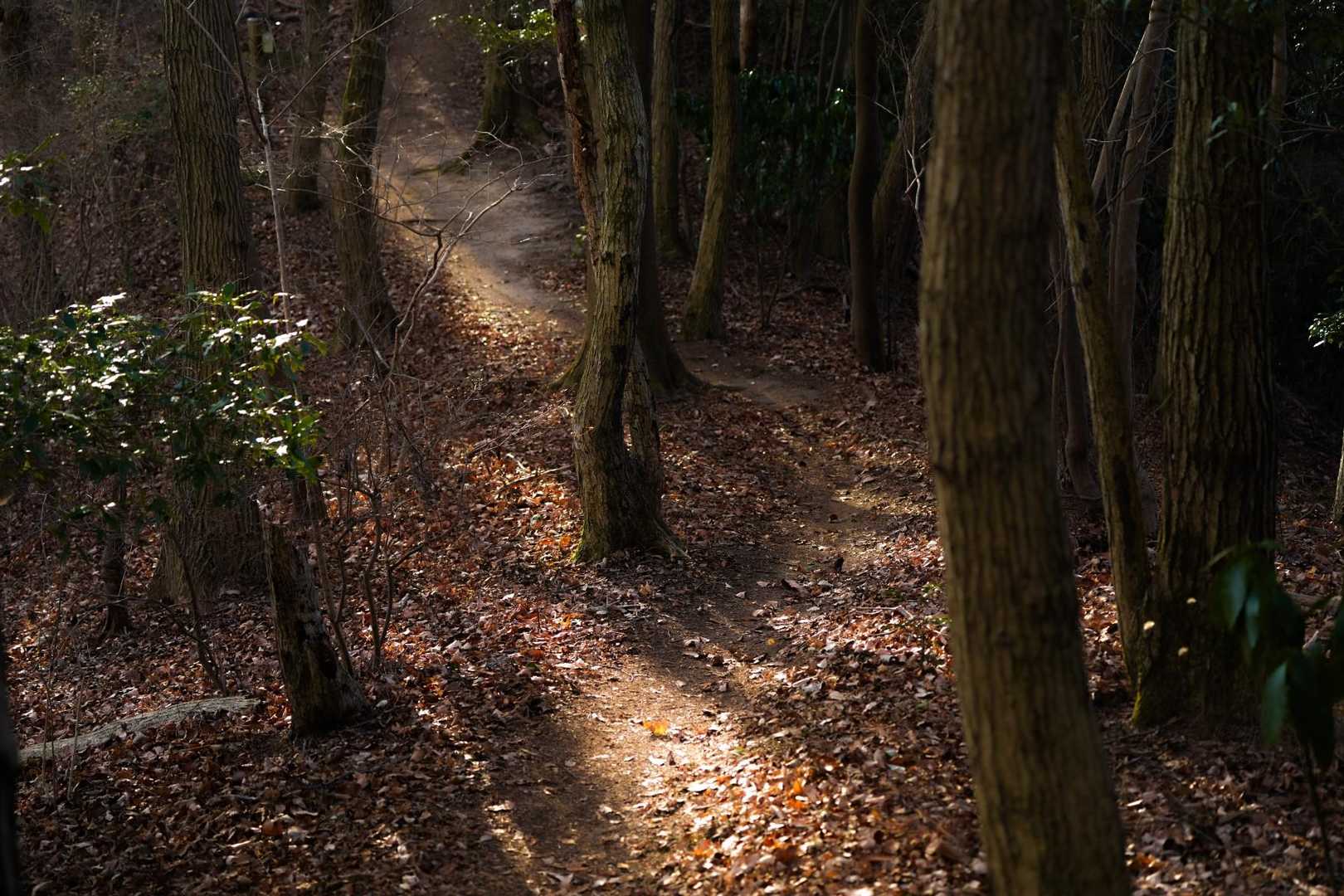 高峯-奈良駄峠-仏頂山 往復コースの写真