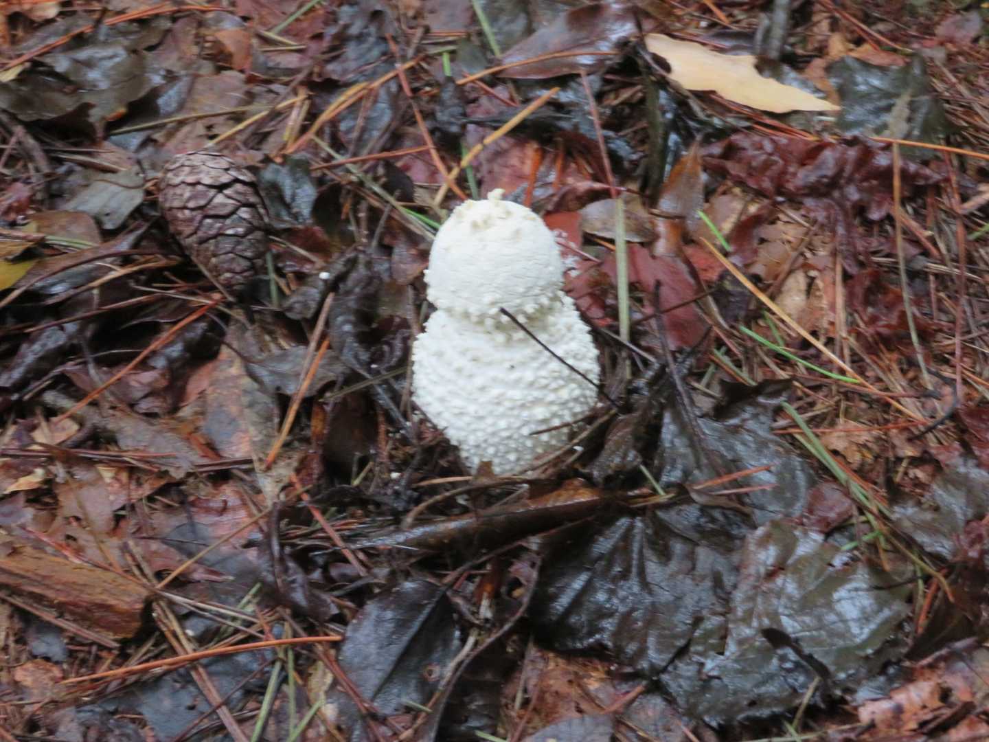 ⛄みたいな🍄