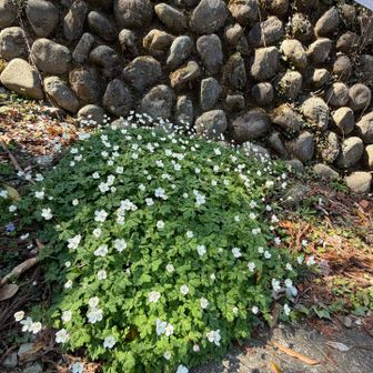 リフトの駅前で､ニリンソウの群れ。