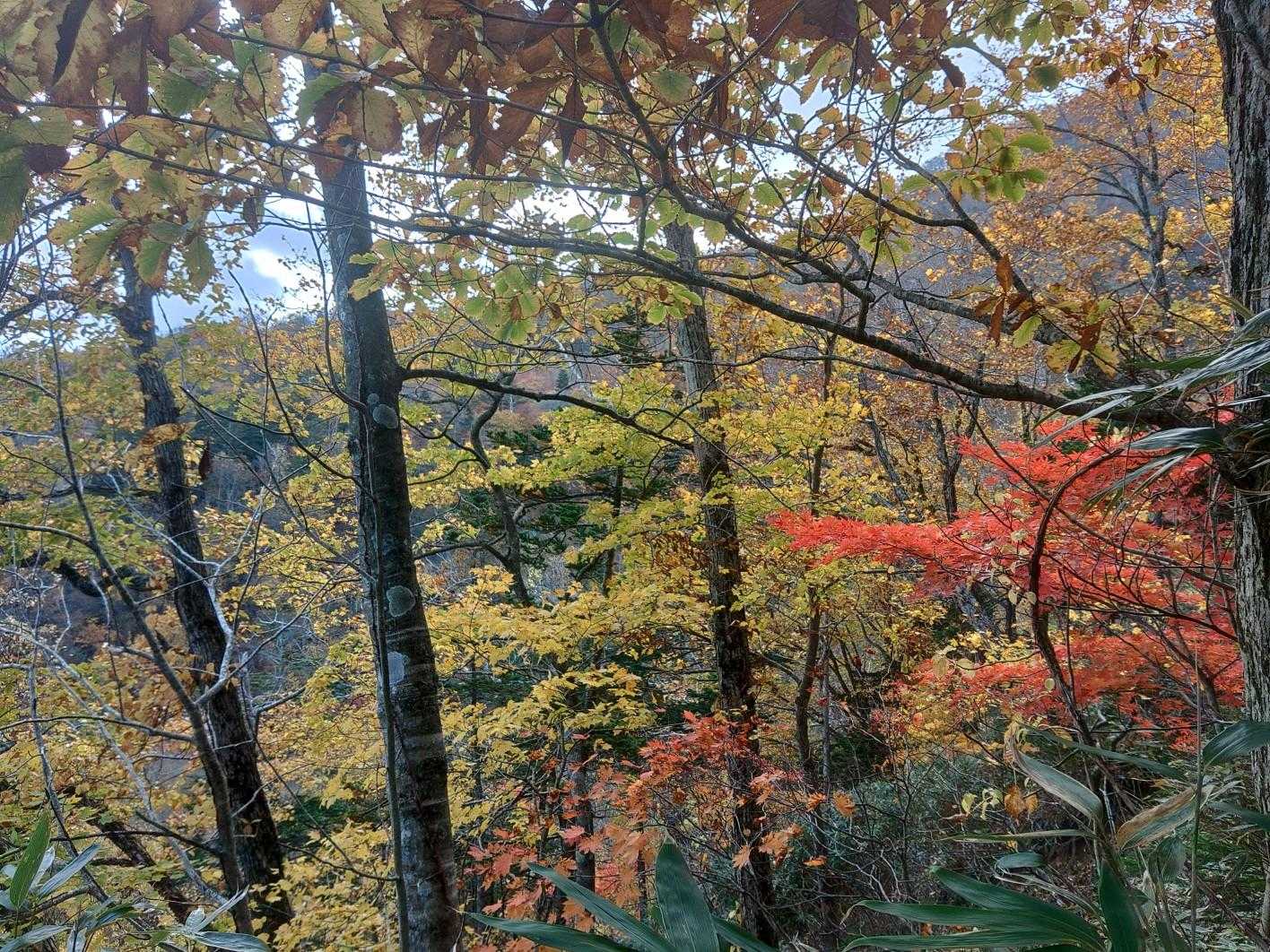 北尾根登山口-風不死岳 往復コースの写真