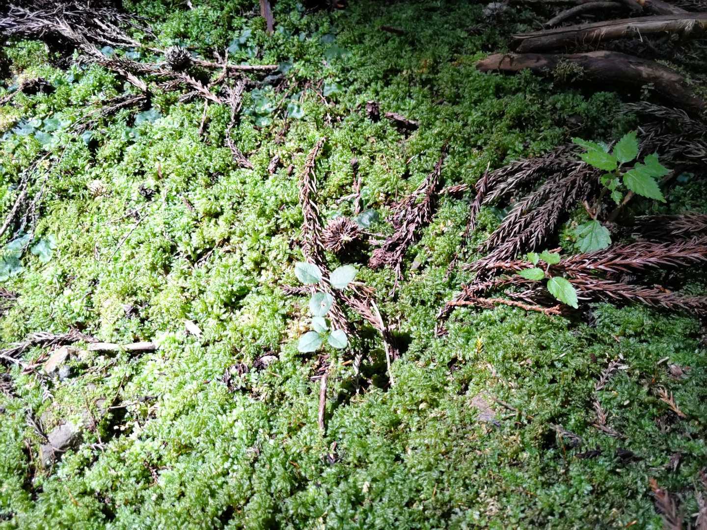 苔も撮ってみる