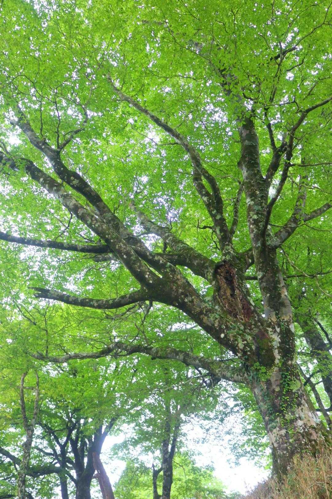 白髪山登山口-白髪山 周回コースの写真