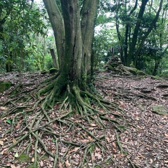 山頂手前で
まあ3本分やからしゃあないか