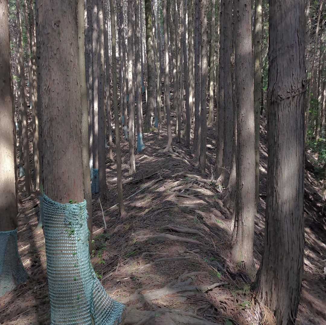 羽賀場山 往復コースの写真