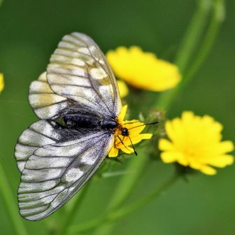 しまね昆虫図鑑