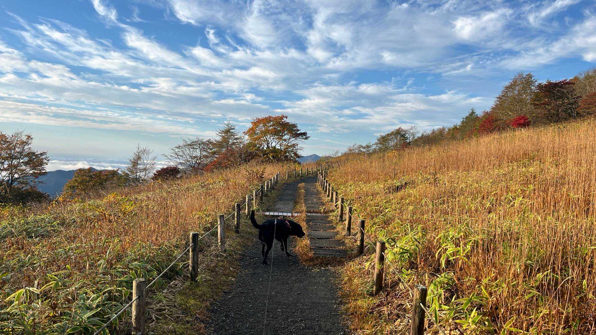 霧降高原レストハウス-丸山 周回コースの写真