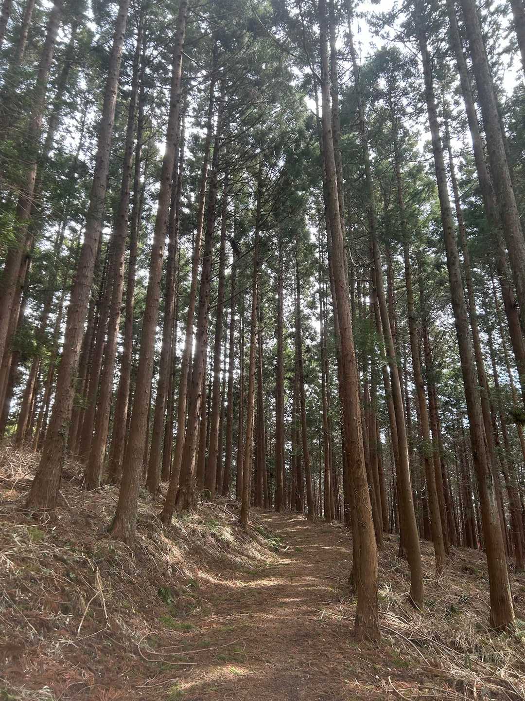歩きやすく整備いただいています。