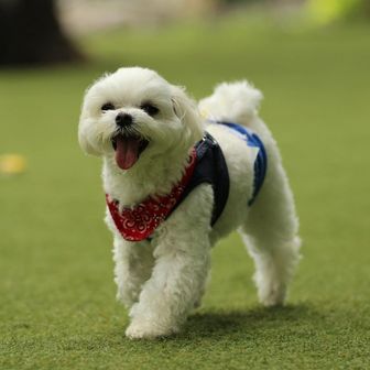 ニギハヤミコハクヌシ