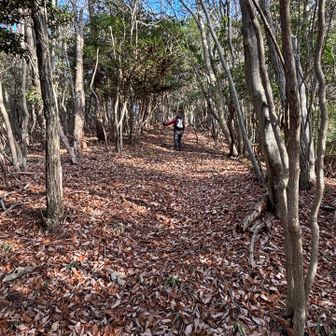 でもすぐに歩きやすい道です