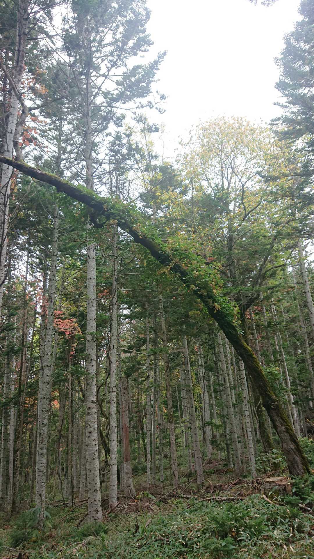 この木の葉っぱが紅葉🍁してたら
綺麗だろうなーなんて😊

来年
今日以上を期待してまたきます😊