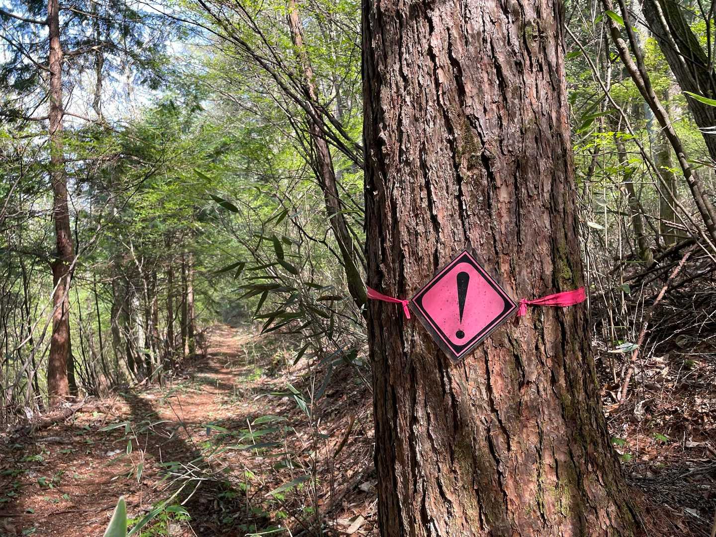 ビックリ‼️なぜだかわからん🧐