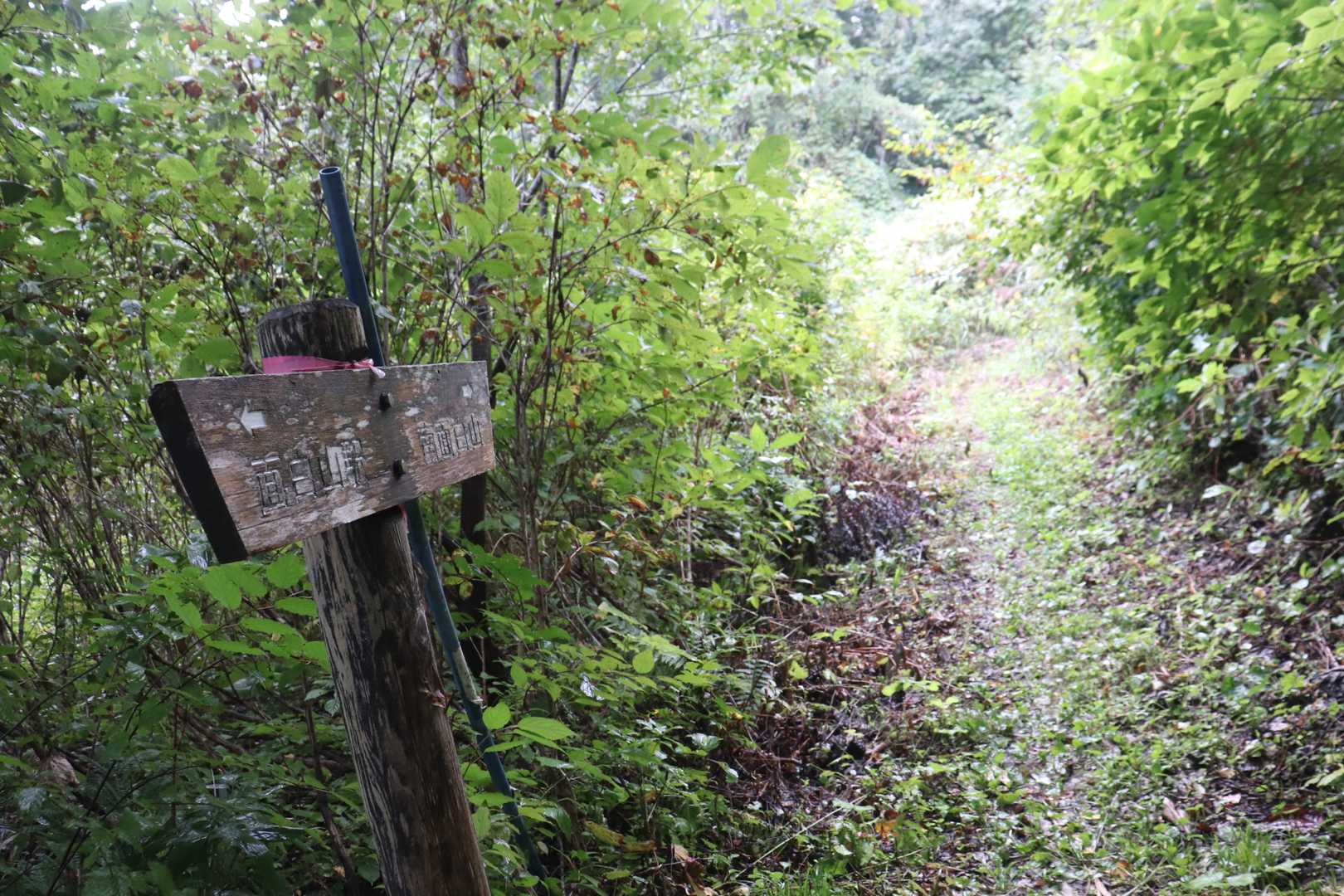 南面白山 往復コースの写真