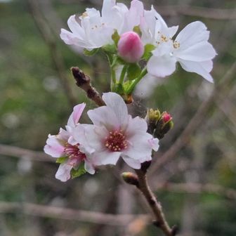 焼却炉から下山すると彼岸桜❓寒桜❓
綺麗に咲いていました🌸