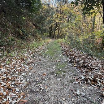 落ち葉が避けてあり歩きやすかった