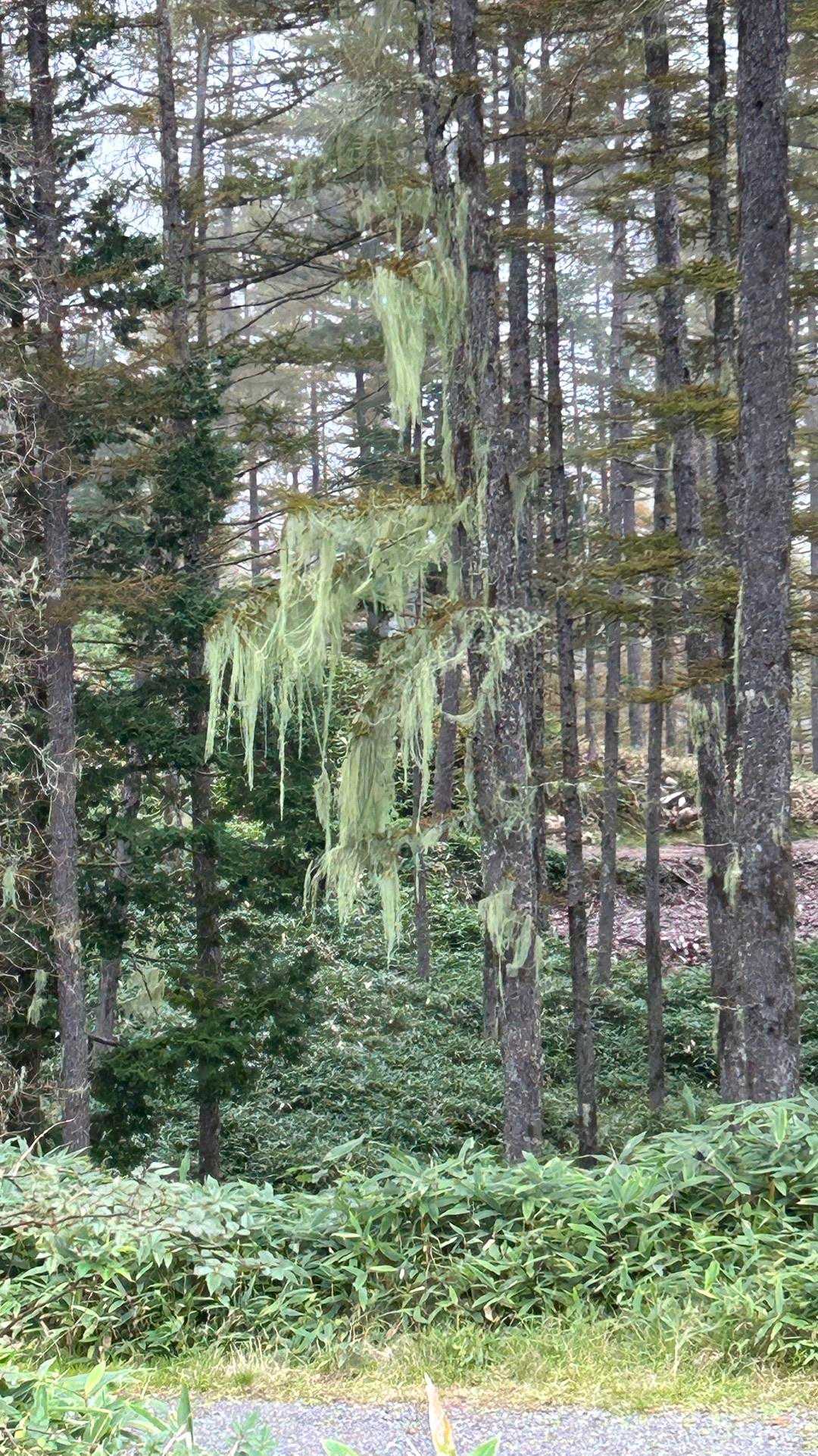 御池山 往復コースの写真