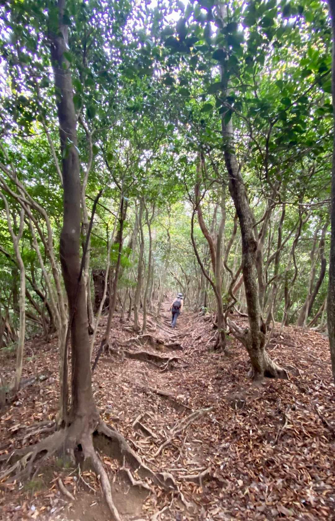 木々のトンネルに癒される〜🌲