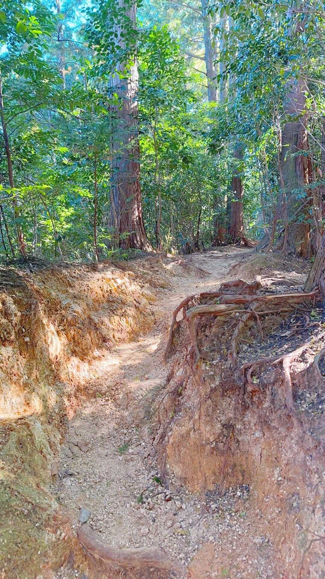 菰野富士登山口-ネコ最高点-ネコ-笠岳-菰野富士 周回コースの写真