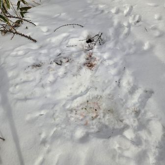 🦊の寝床？少し溶けてる