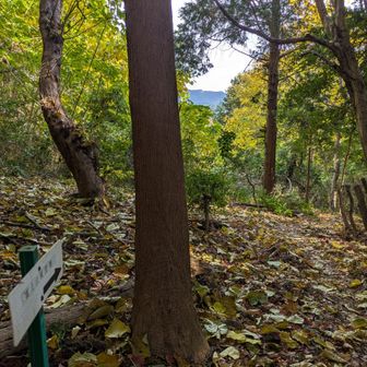 矢倉山前の富士見場所ですが曇りのため見えず