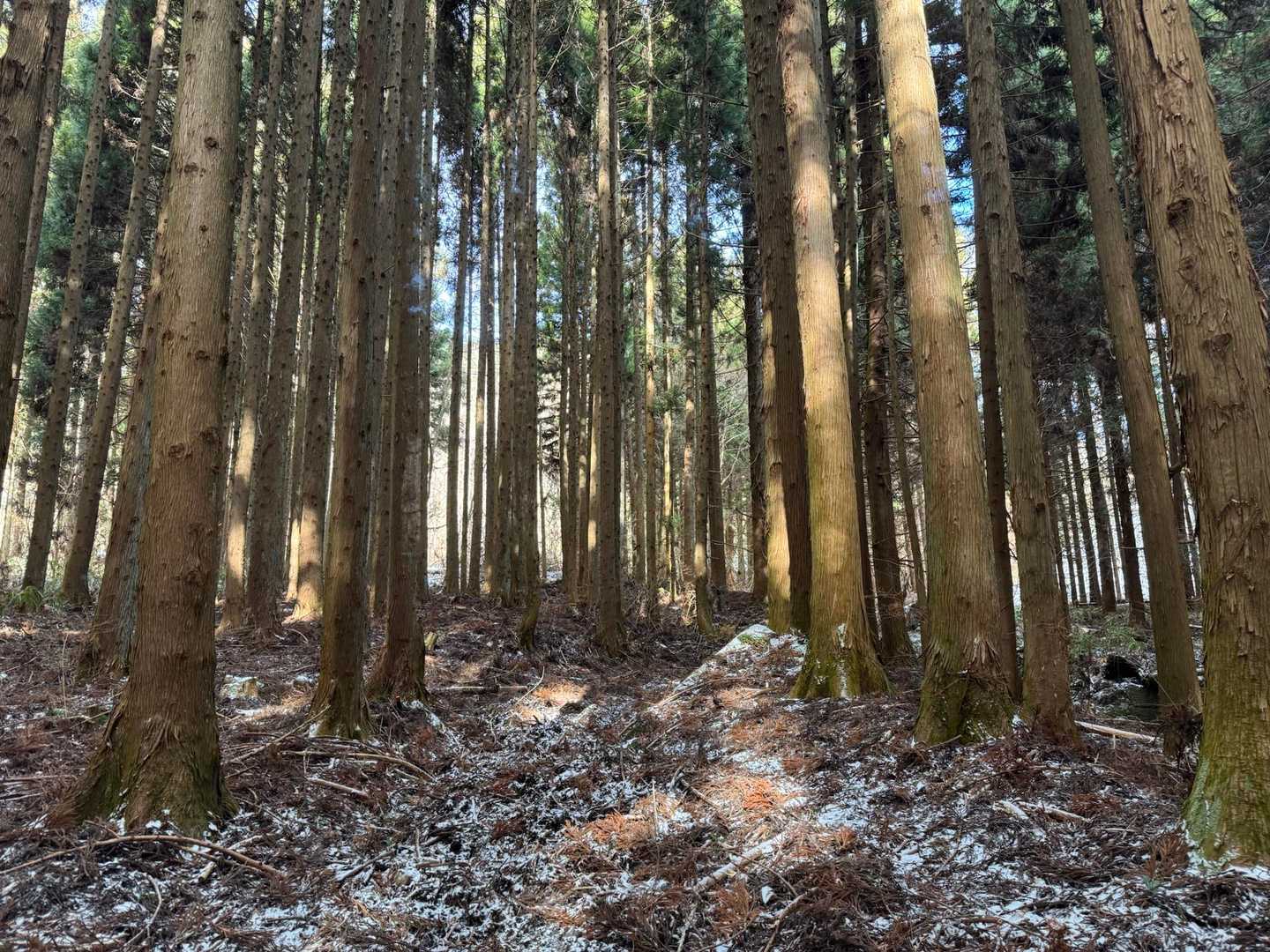 杉の木の中を通過