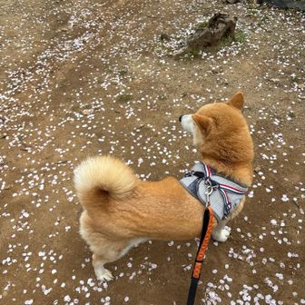 たくさん可愛がってもらって良かったね！