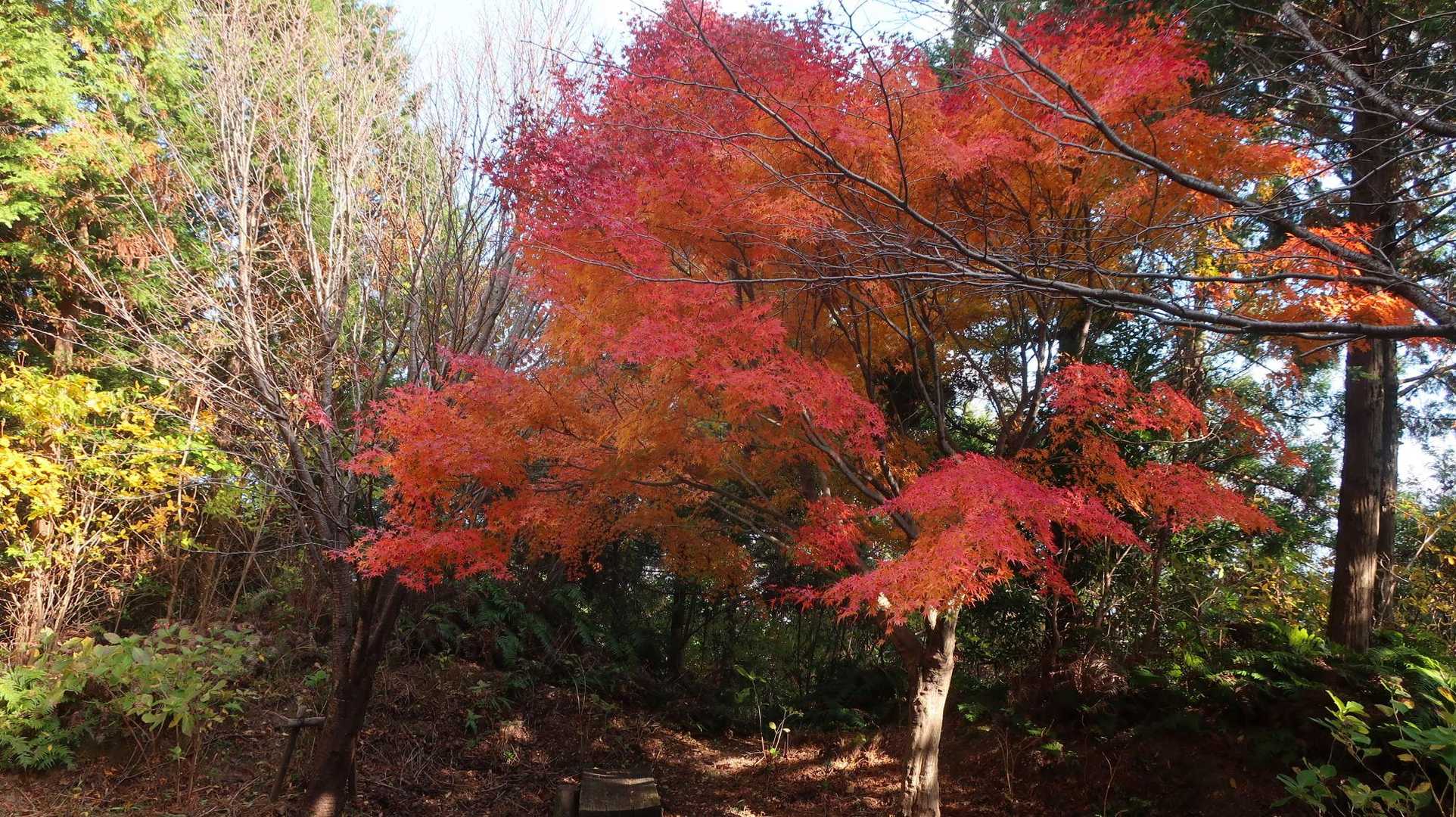 飯盛山 往復 | 低山ながら急登・ロープ・鎖場あり。全身で登る体験を。の写真
