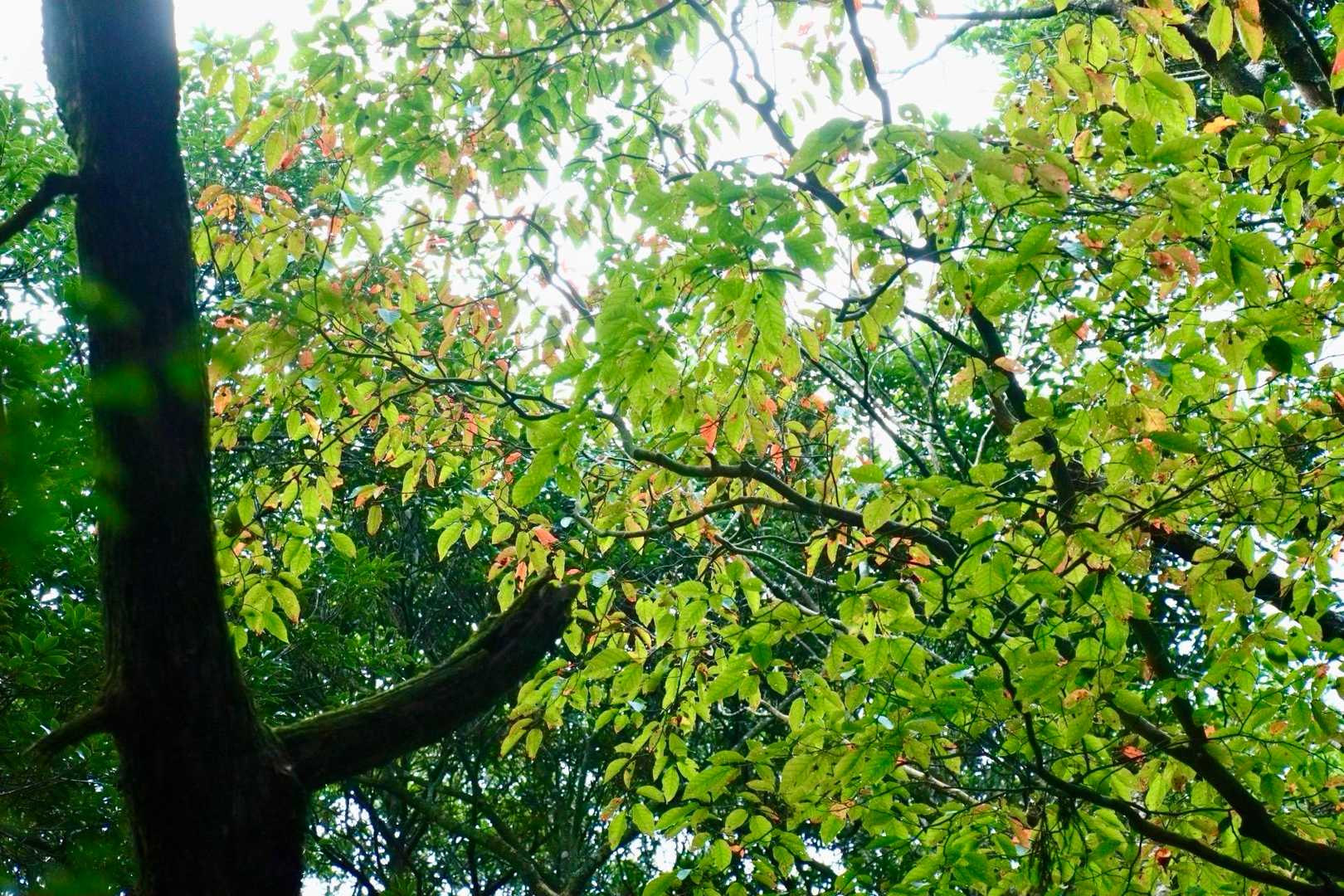 脊振山に少〜しだけ、秋の気配🍂