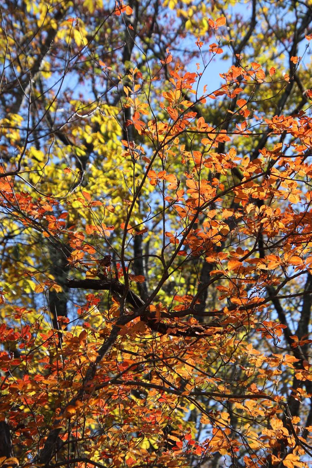 紅葉（黄葉）