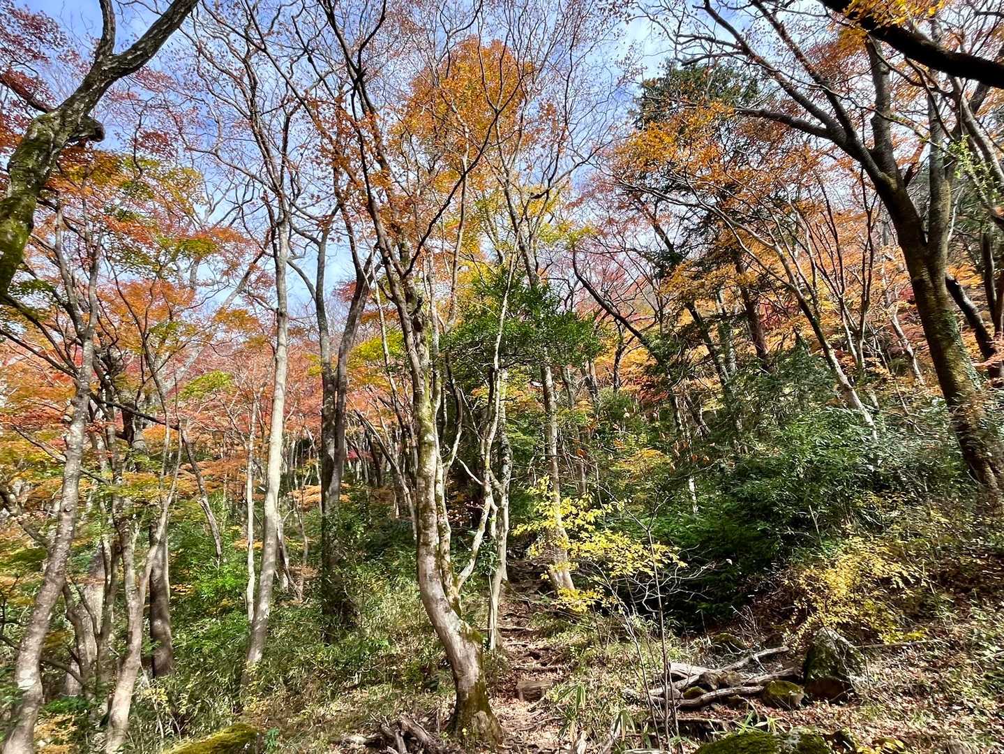 🍁