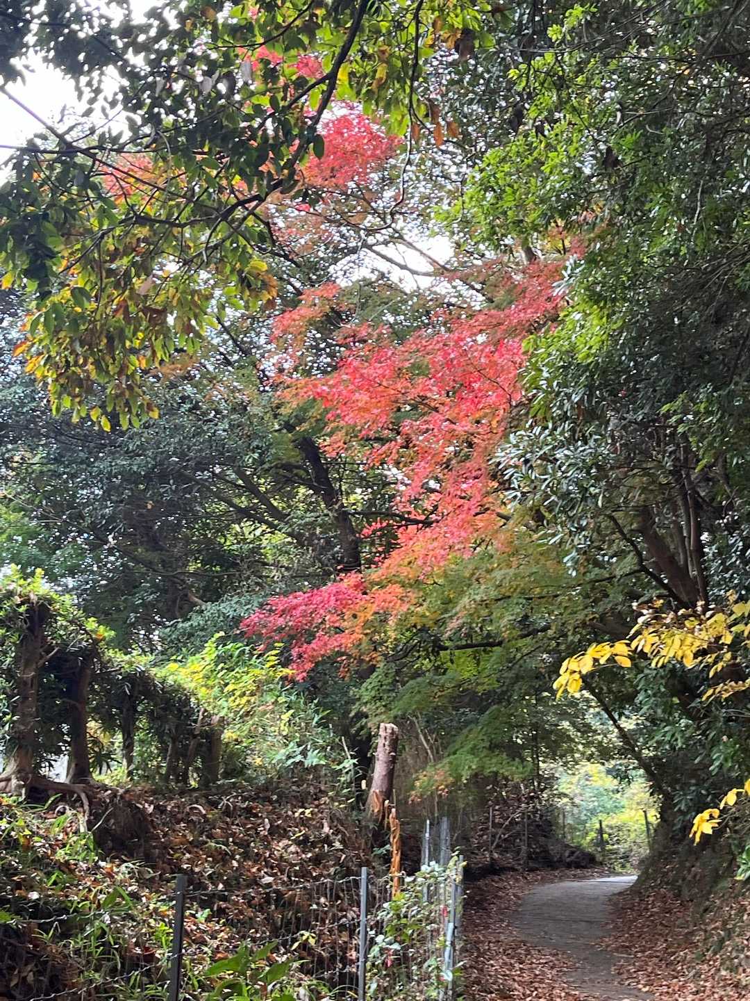 三舟山も紅葉がきれい