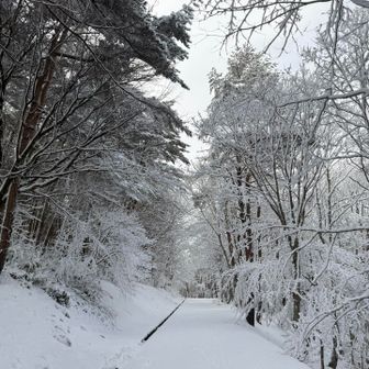 初めて訪れたけど、木々がスラッとしていて綺麗😉✨